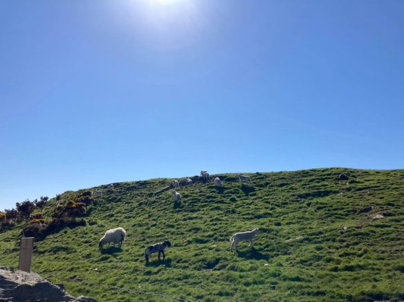 181964609_4314446165235268_4764513589500126372_n